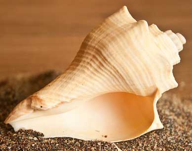 Conch-shell