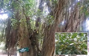 ethi-indian laurel tree