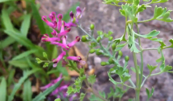Common Fumitory, Indian Fumitory